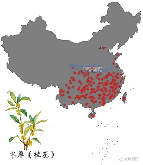 两广桂花树|桂花树分布在哪些国家和地区？